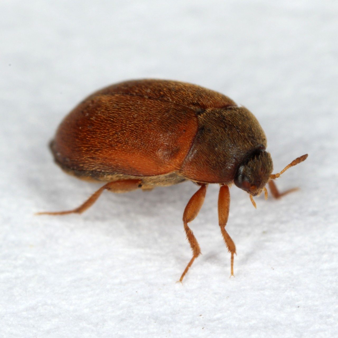 The,Brown,Carpet,Beetle,Attagenus,Smirnovi,Dermestidae,Family,Co