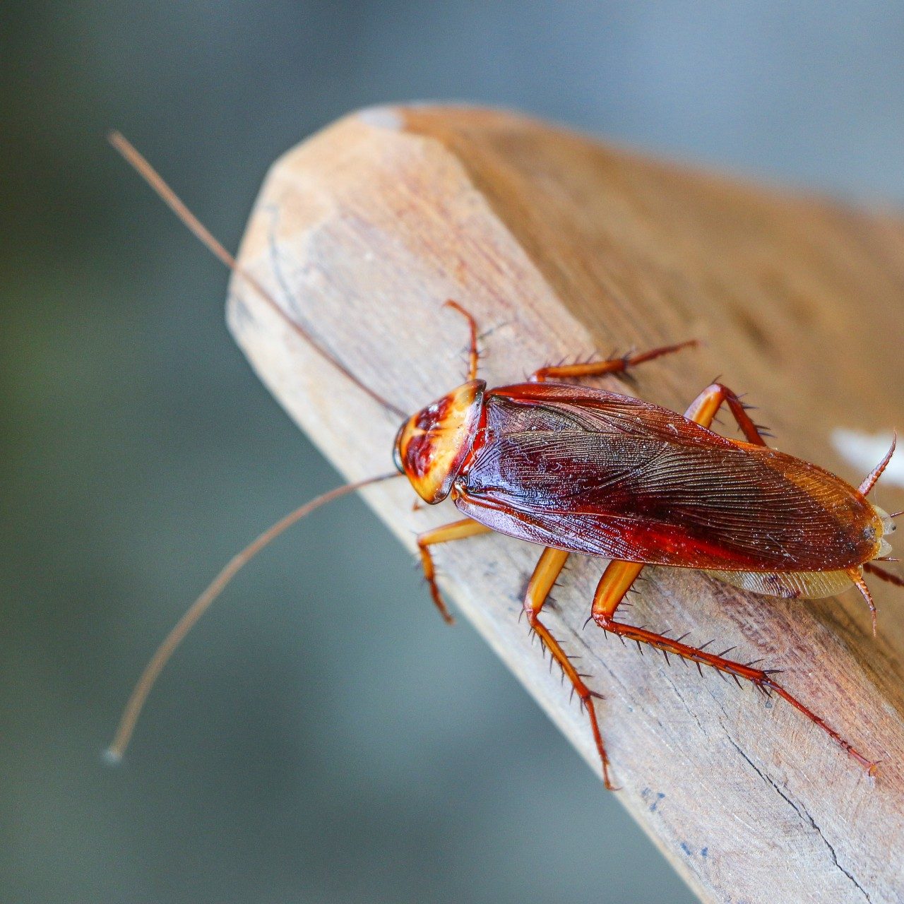 Cockroach,On,Wooden