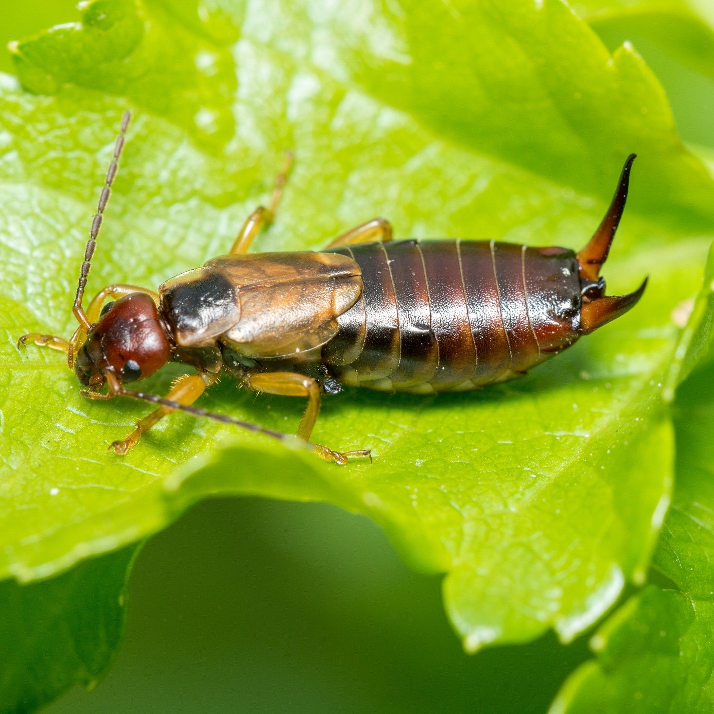 A,Macro,Image,Of,A,Male,Earwig,,Forficula,Auricularia,,On