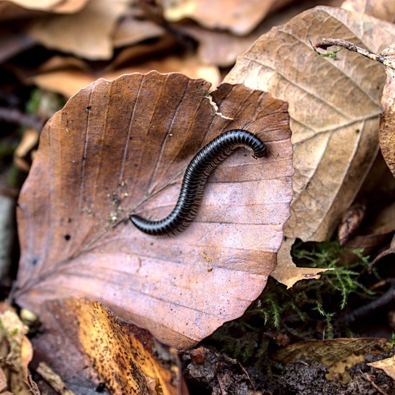 A,Millipedes,On,A,Leaf