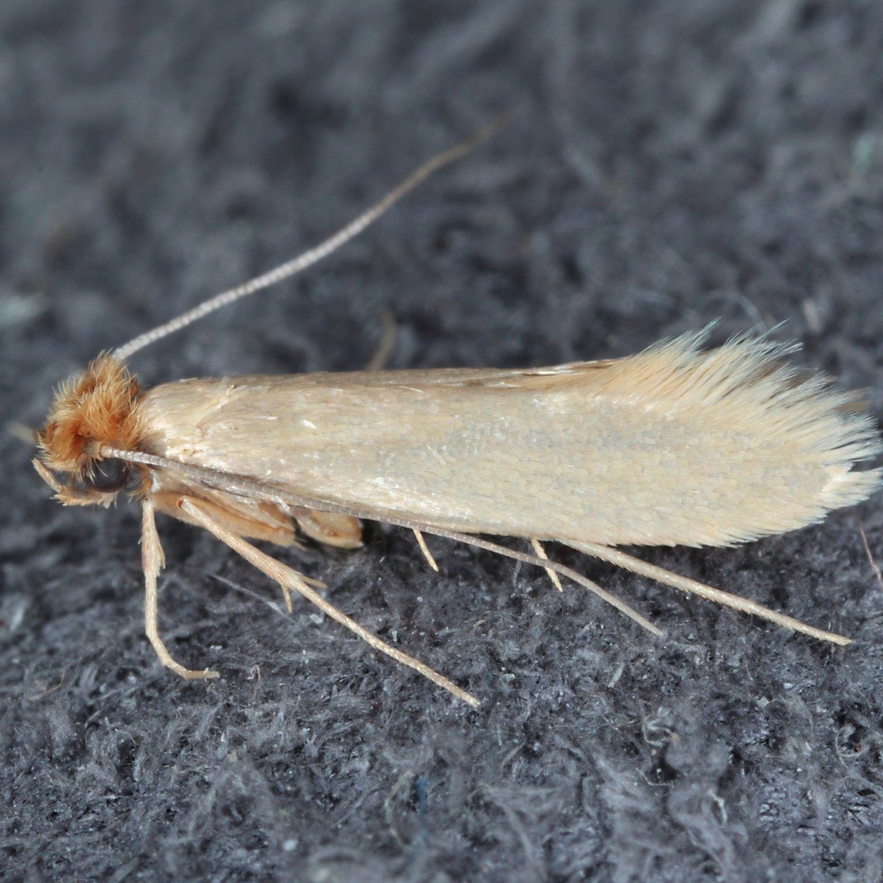 Tineola,Bisselliella,Known,As,The,Common,Clothes,Moth,,Webbing,Clothes