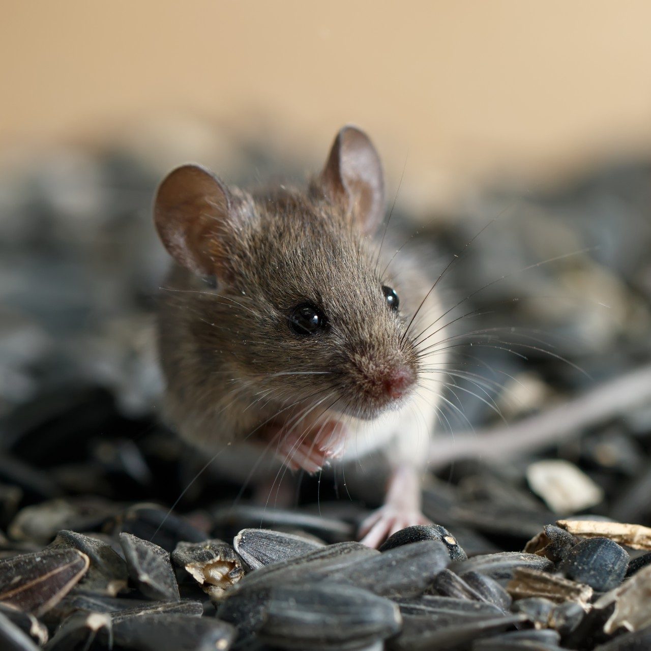 Closeup,Young,Wild,Mouse,Sits,On,Pile,Of,Sunflower,Seeds
