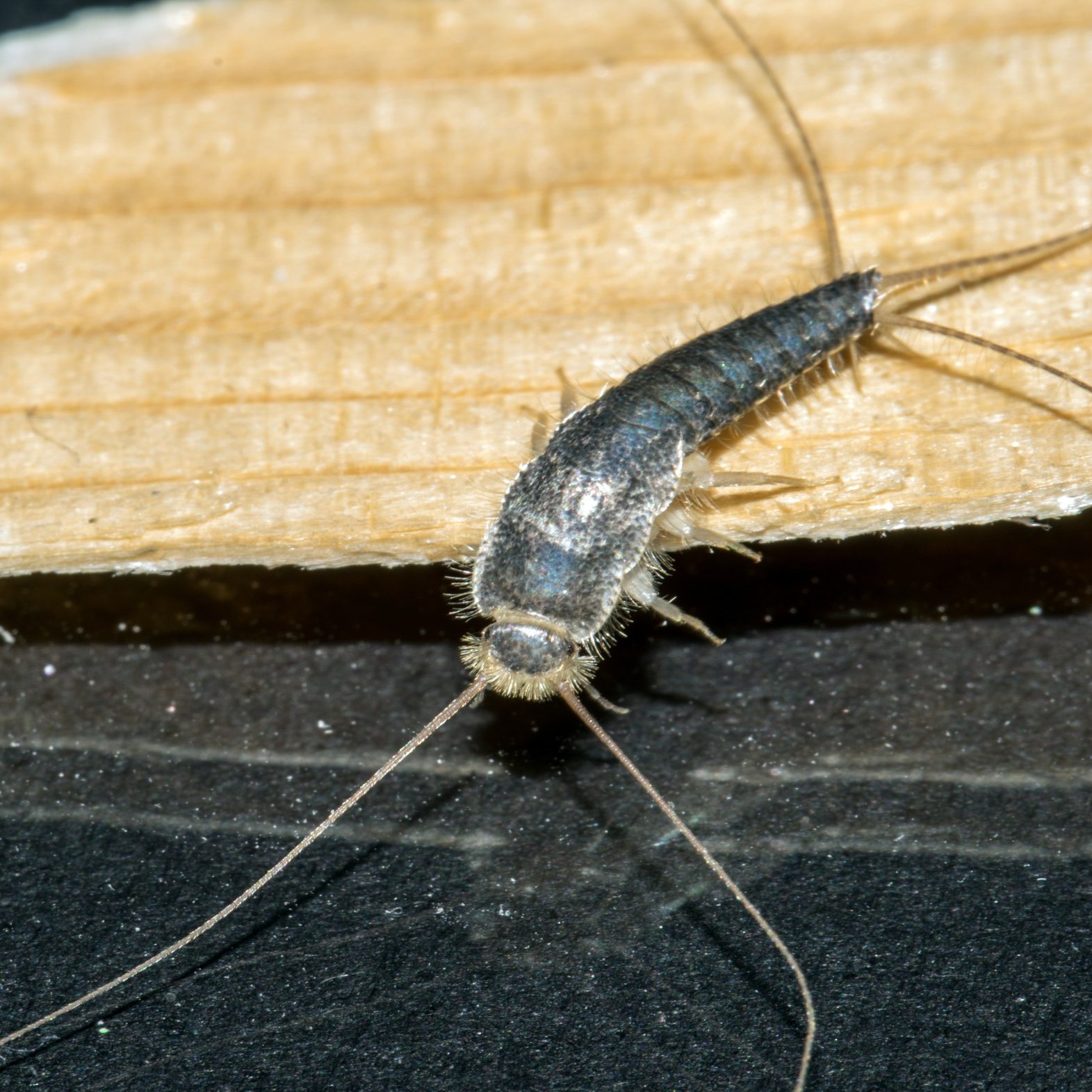 Closeup,Of,Long,Tailed,Silverfish,,Ctenolepisma,Longicaudata,,Also,Called,Gray
