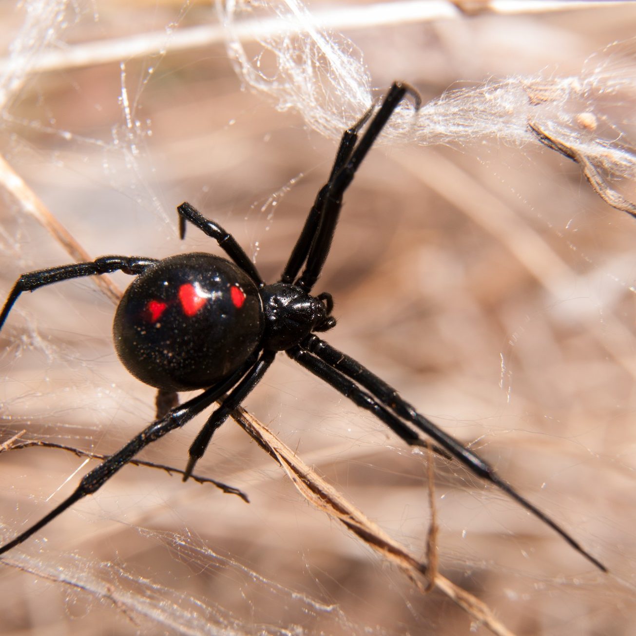Black,Widow,Spider,Outdoors,On,A,Web