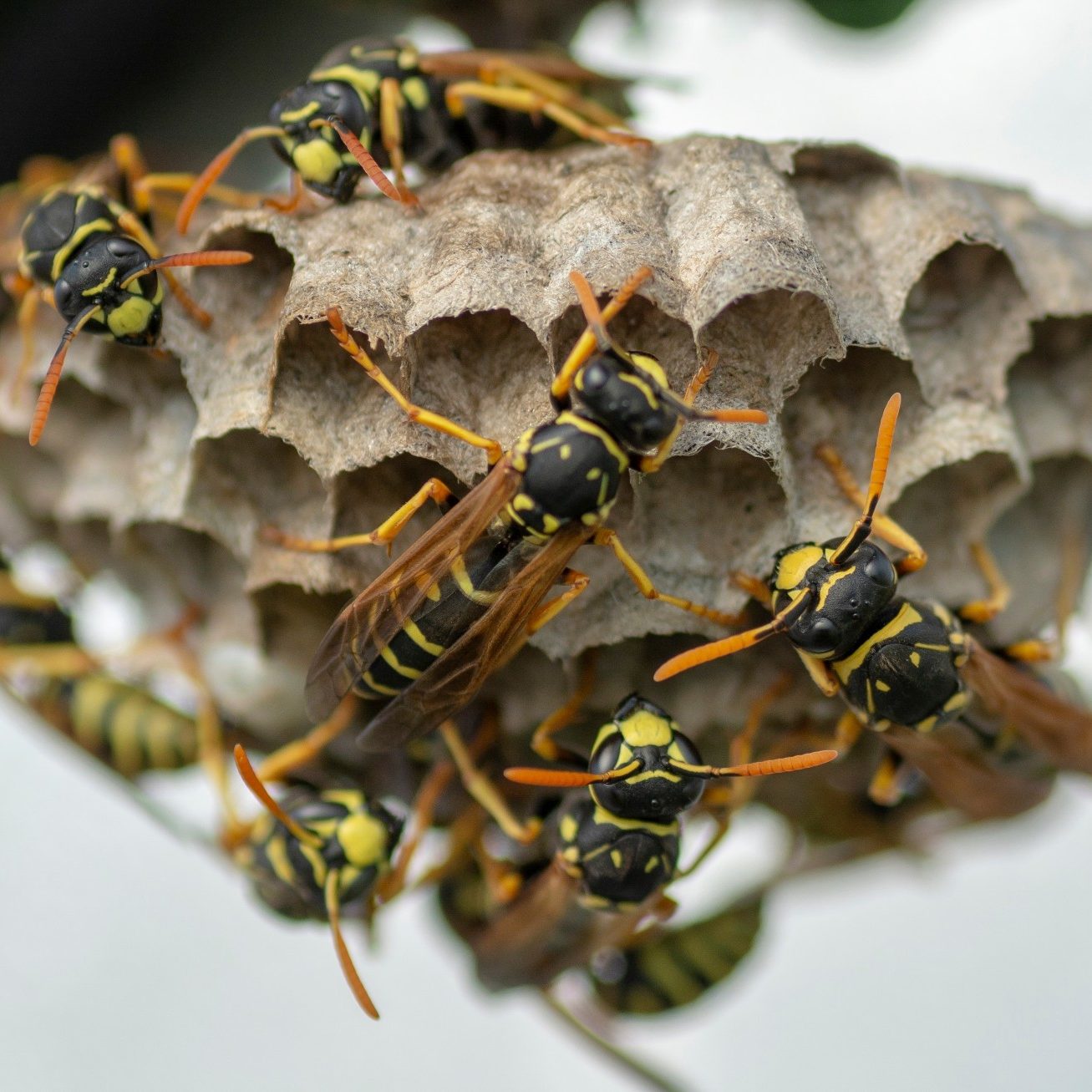 European,Wasp,(vespula,Germanica),Building,A,Nest,To,Start,A